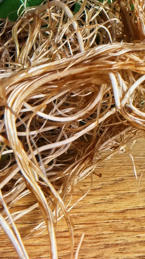 Close up of sprouted wheatgrass roots Stock Footage 336311082