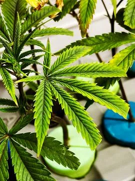 Close-up of a sprouting cannabis clone Stock Photos