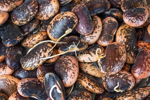 Close-up of sprouting heirloom beans with varied patterns and colors Foto stock