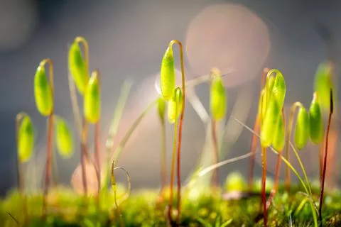 Close-up of sprouting moss Stock Photos