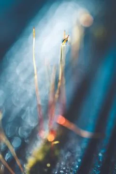 Close-up of sprouting moss with rain drop. selective focus with shallow deep  Stock Photos