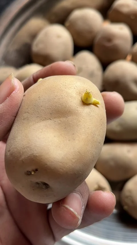 Close-Up of Sprouting Potatoes with Tiny Emerging Shoots Stock-Footage 321388515