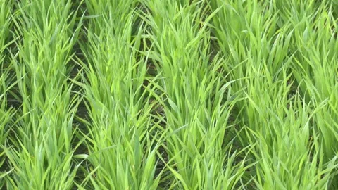 Close up on sprouting rye agricultural on a field sunny day. Video stock 252484853