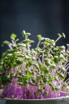 Close-up sprouts of red cabbage seeds in pot. Stock Photos