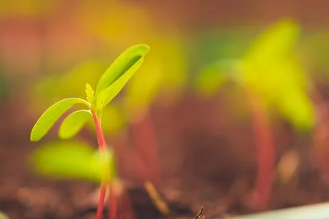 A close up of sprouts in a small container with soil planted while gardening Stock Photos