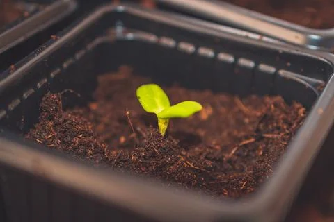 A close up of sprouts in a small container with soil planted while gardening Stock Photos