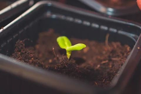 A close up of sprouts in a small container with soil planted while gardening Stock Photos