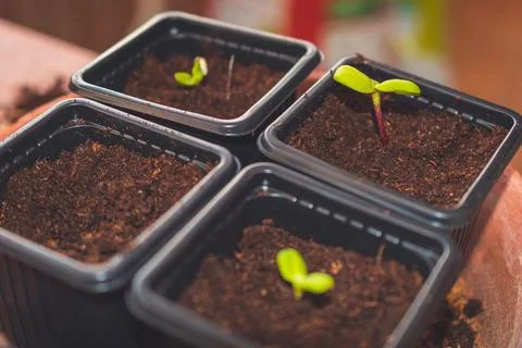 A close up of sprouts in a small container with soil planted while gardening Stock Photos