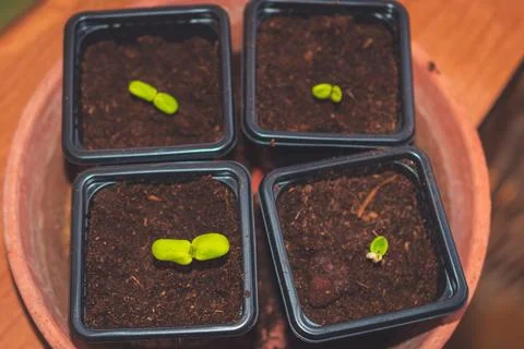 A close up of sprouts in a small container with soil planted while gardening Stock Photos