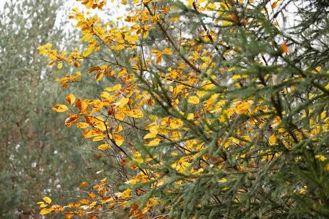 Close-up of spruce and tree branches with yellow leaves in the forest, side.. Stock Photos