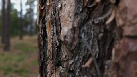 Close-up of spruce bark in the forest Stockbeeldmateriaal 306154312