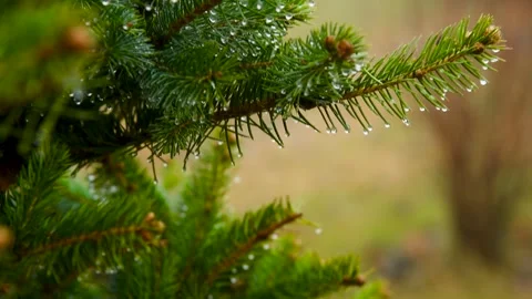 Close-up of a spruce branch after rain Stock Footage 306547775