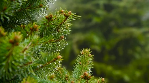 Close-up of a spruce branch after rain Stock Footage 306547783