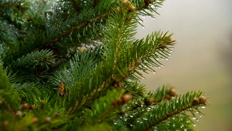 Close-up of a spruce branch after rain Stock Footage 321611917