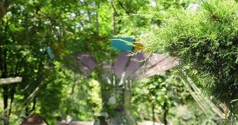 Close-up of a spruce branch. A carousel is spinning in the background. an entert Stock Footage 246013007
