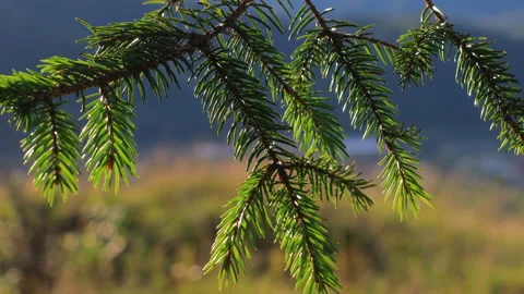 Close-up of a spruce branch with needles moving in the wind Stock Footage 316767853