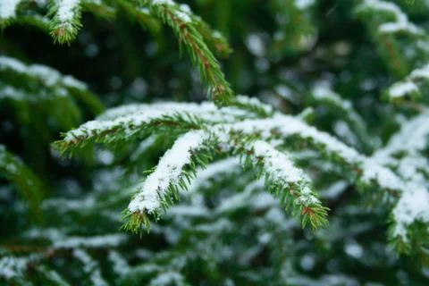 Close up of spruce branch Stock Photos