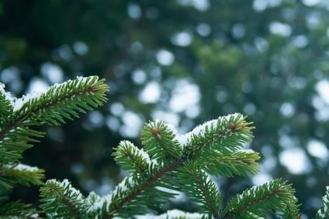 Close up of spruce branch Stock Photos