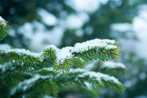 Close up of spruce branch Stock Photos