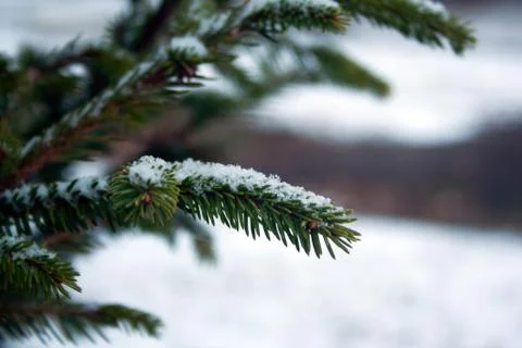 Close up of spruce branch Stock Photos
