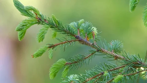 Close spruce branch in spring new growth Stock Footage 81724009