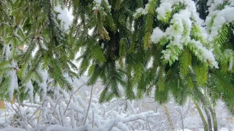 Close-up of spruce branch under the snow Stock Footage 297736128