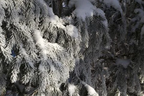 Close-up of spruce branches all covered in snow and drizzle. Stock Photos