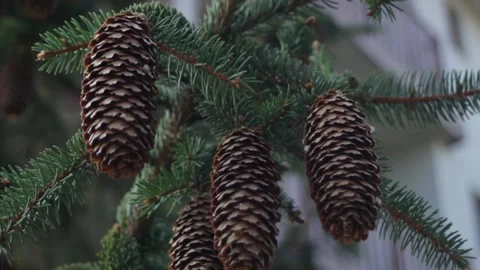 Close-up of spruce branches and cones. Stock Footage 315178249