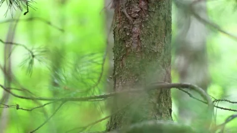 Close-up of spruce branches and trunk Stock Footage 137696641