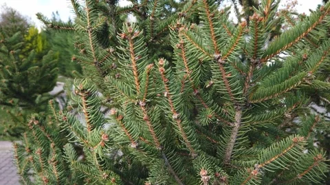 Close-up. Spruce branches with chipped fluffy green needles against blue sky. Stock Footage 144276164