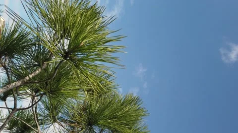 Close-up. Spruce branches with chipped fluffy green needles against blue sky. Vidéo 144276170