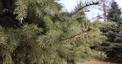 Close-up of spruce branches made of green prickly needles. Live Christmas tree Stock Footage 238766672