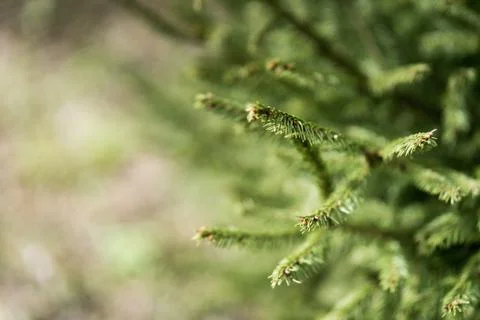Close-up of spruce branches Stock Photos