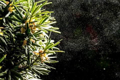 Close up of spruce branches 스톡 사진