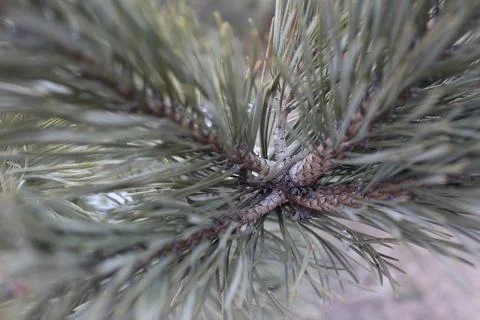  close-up of spruce branches Stock Photos