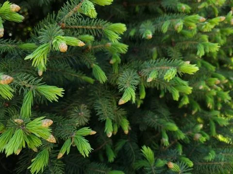 Close-up of spruce branches Stock Photos