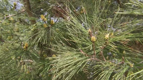 Close-up of spruce branches spring awakening Stock Footage 152816869