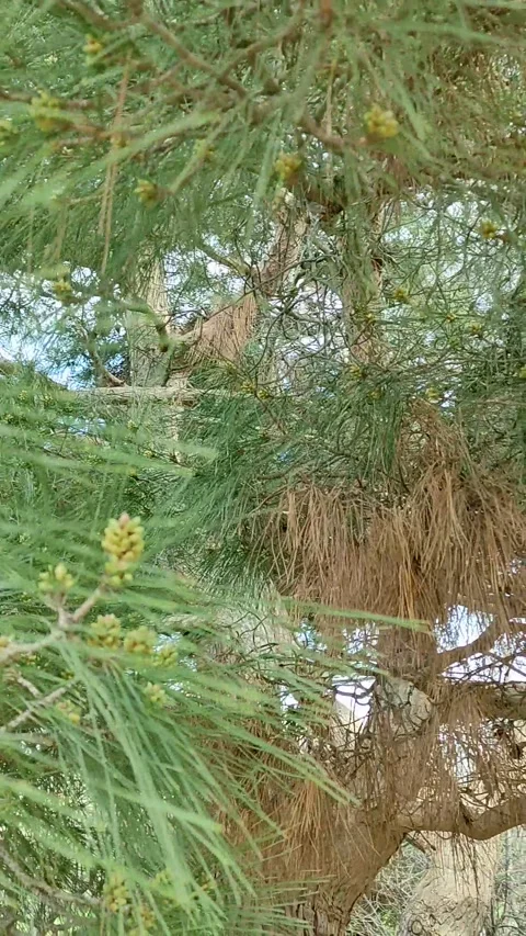Close-up of spruce branches spring awakening Stock Footage 152817000