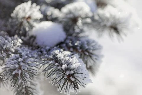 Close up of a spruce branches under the cap of snow. Stock Photos