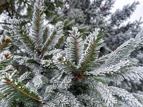 Close up of spruce branches in winter completely covered with white frost Stock Photos