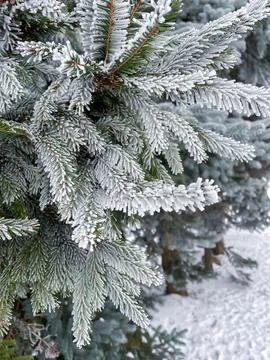 Close up of spruce branches in winter completely covered with white frost Stock Photos