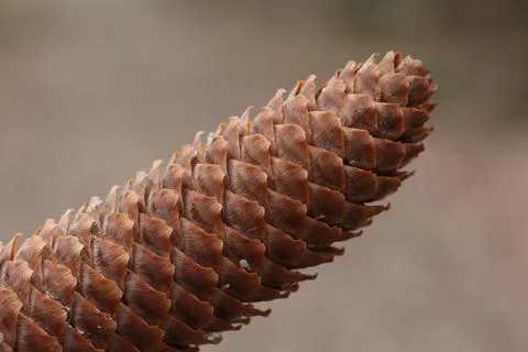 Close up of a spruce cone on a blurred background Stock Photos