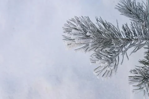Close-up of spruce or pine branch covered with hoarfrost against a background Stock Photos