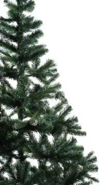 Close up spruce over white Foto stock