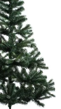 Close up spruce over white Stock-Fotos