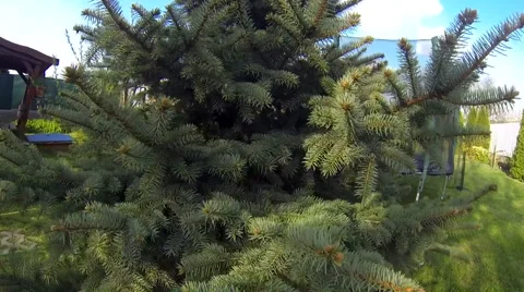 Close up of spruce pine needle branch inside Stock Footage 55501455