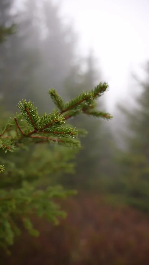 Close-Up of Spruce Swaying in the Wind, Adorned with Water Droplets. Day time. F Stock Footage 265100879