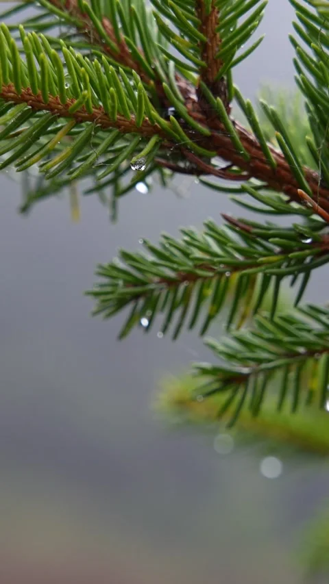 Close-Up of Spruce Swaying in the Wind, Adorned with Water Droplets. Day time Stock Footage 265101030