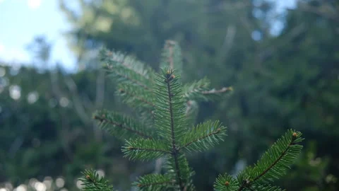 Close up of spruce tree on blue sky background. Afforestation and forest concept Stock Footage 271628553