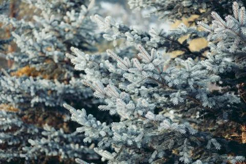 Close up of spruce tree branches with blue green needles in natural forest Foto stock